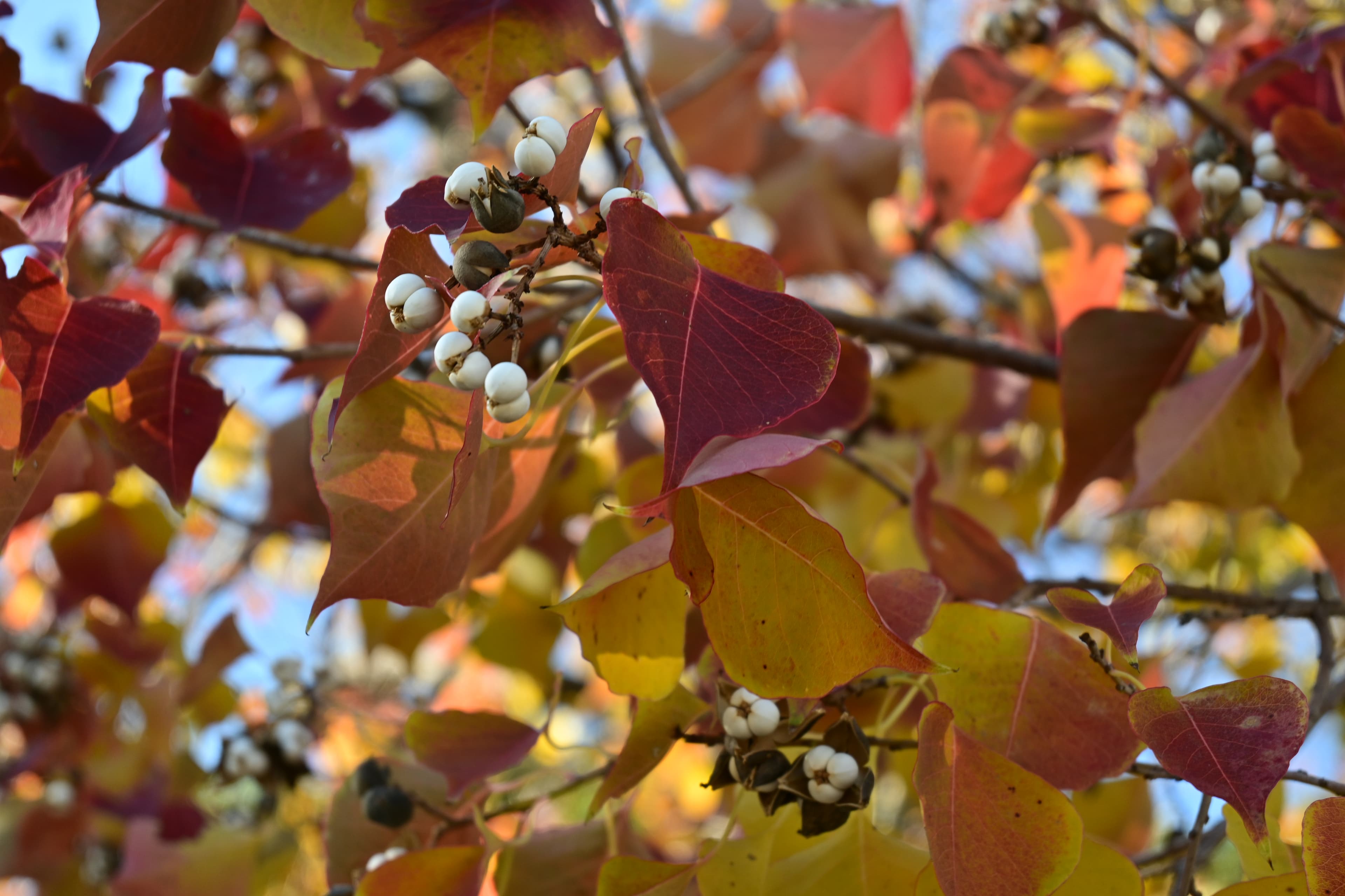 Autumn leaves photographed in Odaiba.