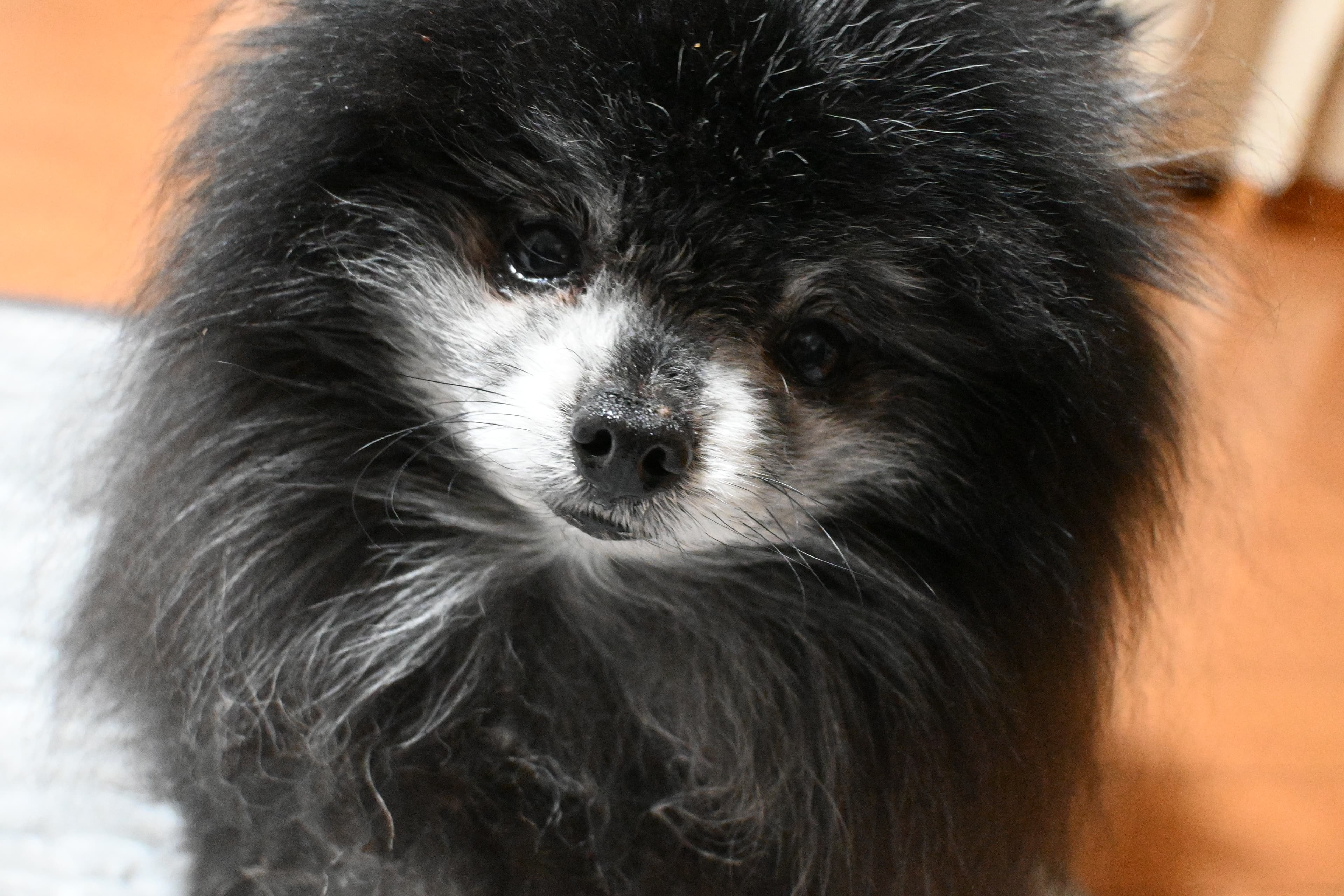 Our family dog.