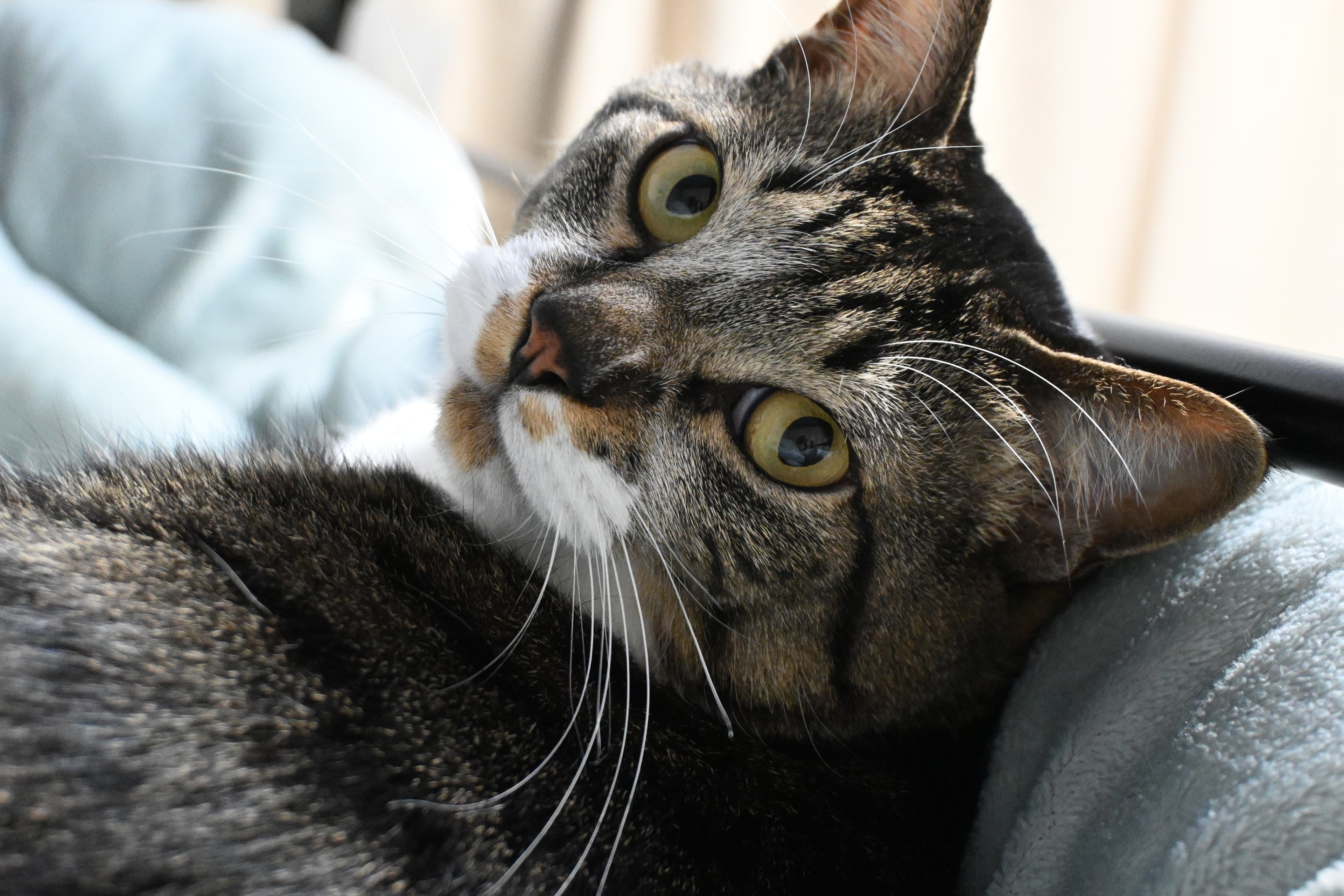 Our family cat — the one you see in my avatar.